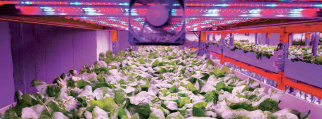 vertical_farming_voltz